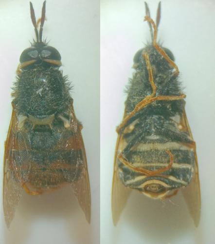 Stratiomys concinna